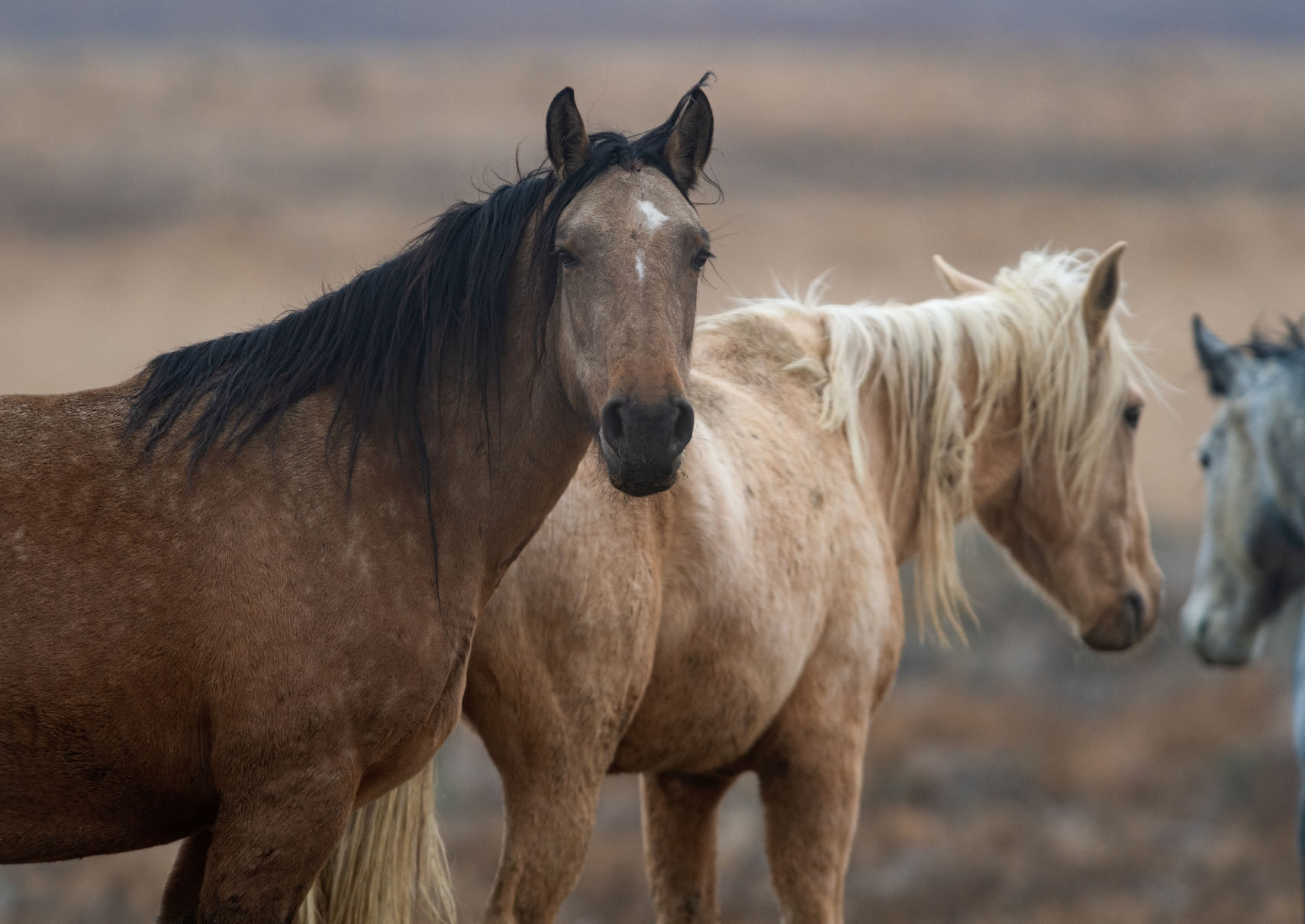 BLM releases 11 horses back into the wild